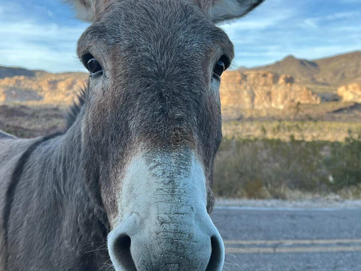 Goldfish, Burros, and Dollars … OH&nbsp;MY!